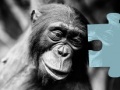 Juego Ape Jigsaw