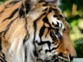 Juego Sumatran Tiger Jigsaw