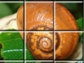 Juego Kind of Snail