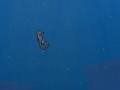 Juego Seahorse