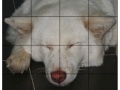Juego Pet Puzzle