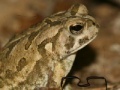 Juego Fowler's Toad Jigsaw Puzzle