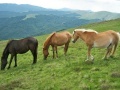 Juego Jigsaw Three of Horses