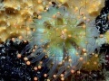 Juego Jellyfish Jigsaw