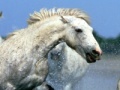 Juego Puzzle: Horses in Water