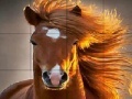Juego Wild big horse slide puzzle