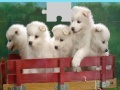 Juego Puppies Puzzle