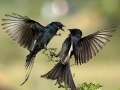 Juego Two Birds Jigsaw Puzzle