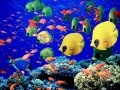 Juego Seabed world jigsaw puzzle
