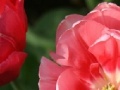 Juego Tulip Jigsaw Puzzle