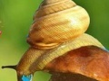 Juego Rainy Day and Snail Puzzle