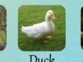 Juego Animal Quiz