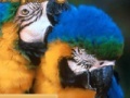 Juego Parrots Sliding Puzzle