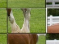 Juego Clydesdale Horse Slider Puzzle