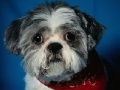 Juego Dog Jigsaw -2