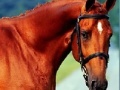 Juego Horse Jigsaw 2