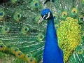 Juego Puzzles Peacock