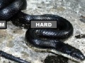 Juego Black Rat Snake Jigsaw Puzzle