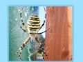 Juego Spiders Jigsaw