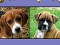 Juego Cute puppy pairs