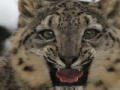 Juego Snow Leopard Slider