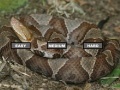 Juego Puzzle Copperhead