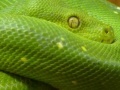Juego Snakes hidden images