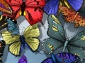 Juego Find the spot butterflies