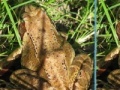 Juego Frogs Differences