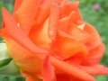 Juego Orange Rose