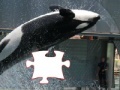 Juego Killer whale