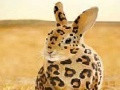 Juego Spotted rabbit slide puzzle