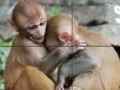 Juego Baby Monkeys Slider Puzzle