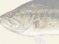 Juego Largemouth Bass Puzzle