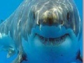 Juego Shark Jigsaw