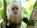 Juego Monkeys hidden numbers
