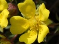 Juego Flowers