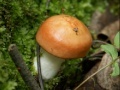 Juego Forest mushroom