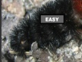 Juego Puzzle hairy caterpillar