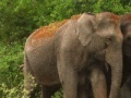 Juego Jigsaw: Elephant Couple