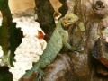 Juego Jigsaw: Iguana Tree