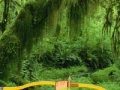 Juego Hidden Target Green Forest