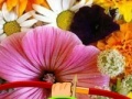 Juego Hidden Honey Bee