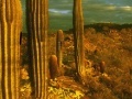 Juego Cactus desert escape