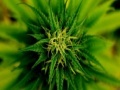 Juego Marijuana Plant Slider