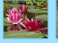 Juego Aquatic Plants Jigsaw