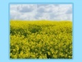 Juego Flower fields Jigsaw