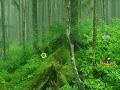 Juego Tongass National Forest Escape