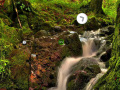 Juego Bushland Escape