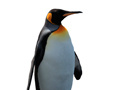 Juego Penguin Painting: Coloring For Kids